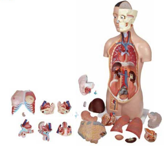 MODEL OF HUMAN TORSO FEMALE 85CMS WITH ORGANS (19 PARTS) HARD ORGANS