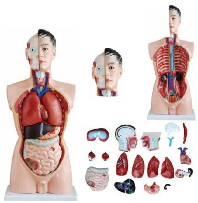 MODEL OF HUMAN TORSO MALE 85CMS (19 PARTS) SOFT ORGANS