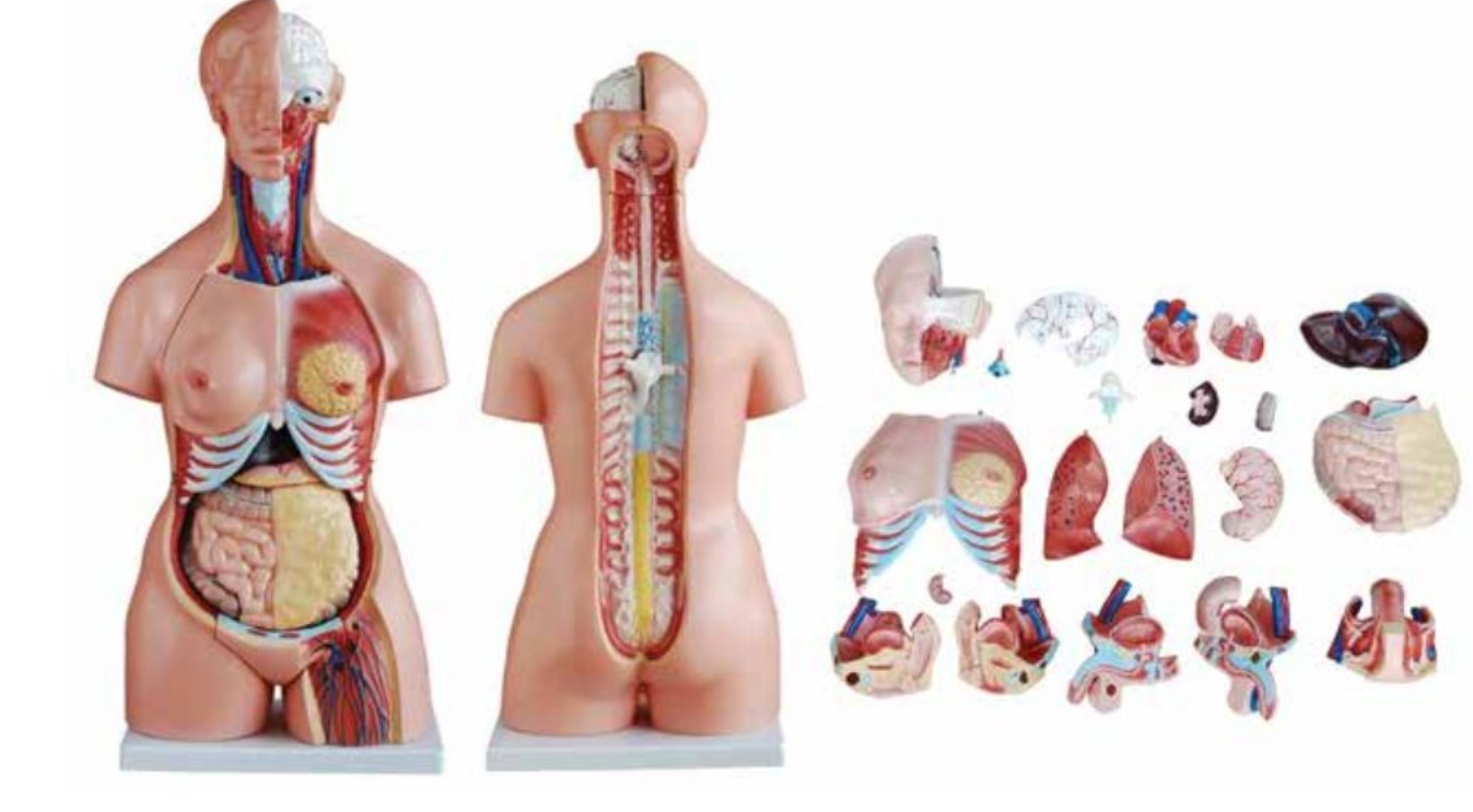ADVANCED MODEL OF HUMAN TORSO (UNI-SEX) 85CMS TALL (23 PARTS) SOFT ORGANS