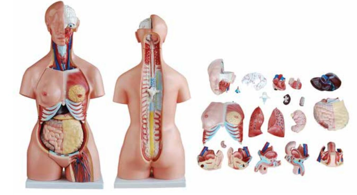 ADVANCED MODEL OF HUMAN TORSO (UNI-SEX) 85CMS TALL (40 PARTS) SOFT ORGANS