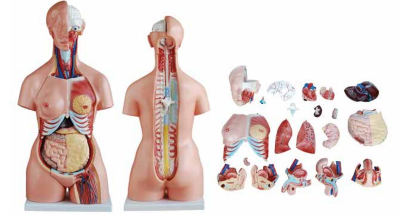 ADVANCED MODEL OF HUMAN TORSO (TRI-SEX) 85CMS (21 PARTS) SOFT ORGANS
