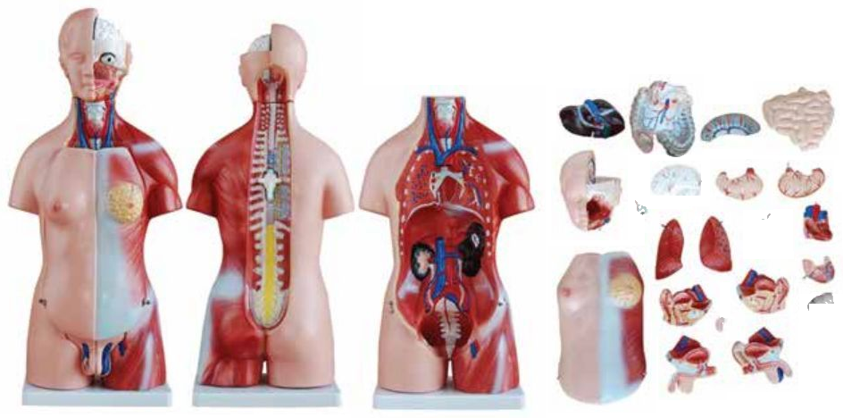ADVANCED MODEL OF HUMAN TORSO (UNI-SEX) 45CMS (23 PARTS) SOFT ORGANS