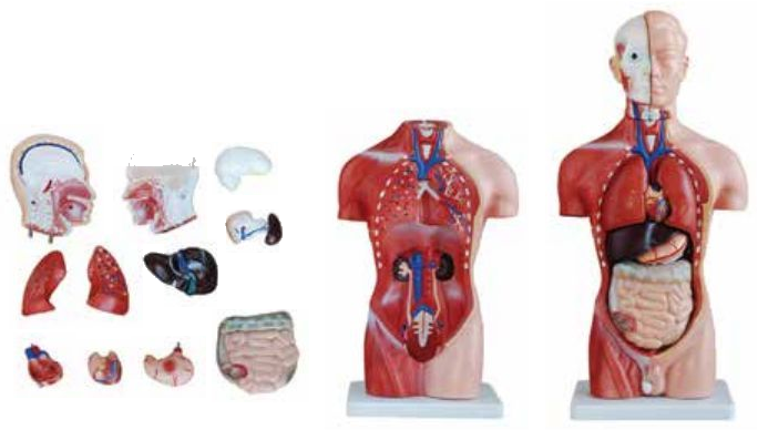 MODEL OF HUMAN TORSO MALE 42CMS (13 PARTS) SOFT ORGANS