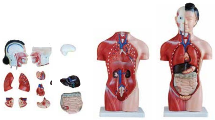 MODEL OF HUMAN TORSO FEMALE 42CMS (15 PARTS) SOFT ORGANS
