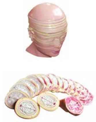DELUXE MODEL OF HUMAN DISC HEAD (HORIZONTALLY SLICED)