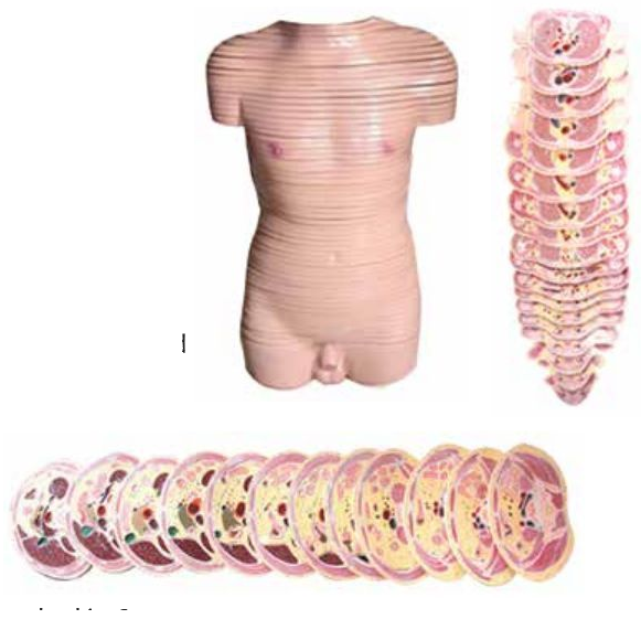 DELUXE MODEL OF HUMAN DISC TRUNK (HORIZONTALLY SLICED)