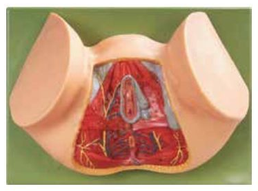 FEMALE PERINEUM ANATOMY (SOFT)