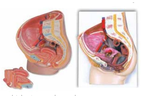 MEDIAN SECTION OF FEMALE PELVIS (SOFT)