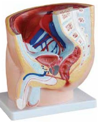MEDIAN SECTION OF MALE PELVIS