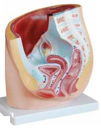 MEDIAN SECTION OF FEMALE PELVIS