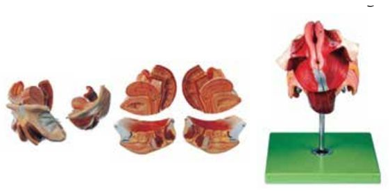 FEMALE GENITAL ORGANS (SOFT)