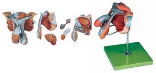 MALE GENITAL ORGANS (SOFT)