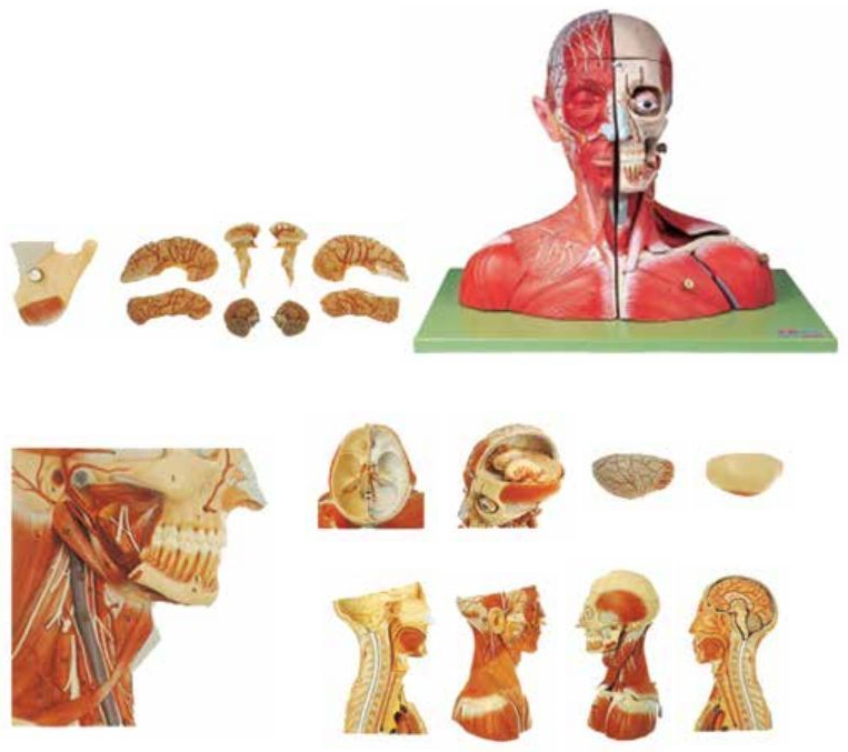 MUSCULAR MODEL OF HEAD AND NECK WITH VESSELS, NERVES AND BRAIN (19 PARTS) (SOFT)