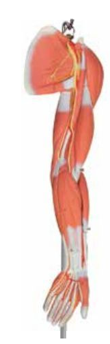 MUSCLE OF ARM WITH MAIN VESSELS & NERVES (SOFT)