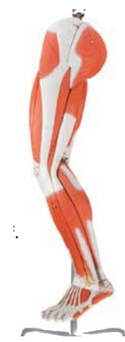MUSCLES OF LEG WITH MAIN VESSELS & NERVES (SOFT)