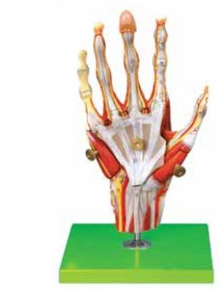 MUSCLES OF HAND WITH MAIN VESSELS & NERVES (SOFT)