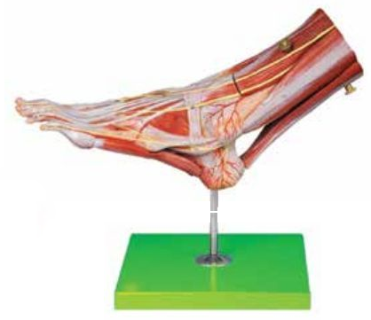 MUSCLES OF FOOT WITH MAIN VESSELS & NERVES (SOFT)