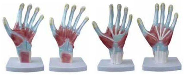 PALM ANATOMY