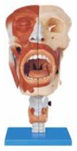 ORAL, PHARYNX AND LARYNX CAVITIES (SOFT)