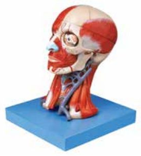 HEAD WITH MUSCLES (SOFT)