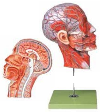 HALF MUSCULAR HEAD WITH VESSELS (SOFT)