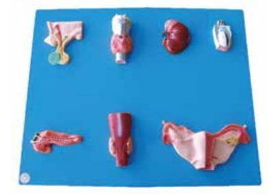 ENDOCRINE ORGAN (SOFT)