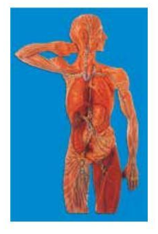 LYMPHATIC SYSTEM (SOFT)