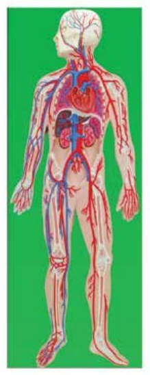 BLOOD CIRCULATORY SYSTEM (SOFT)