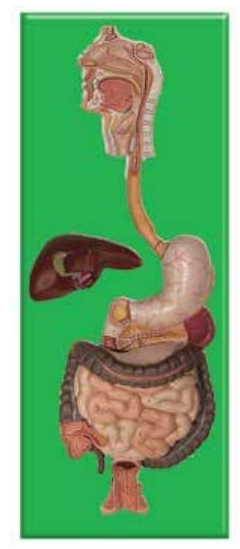 DIGESTIVE SYSTEM (SOFT)