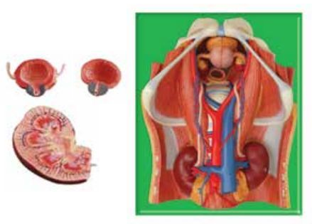 URINARY SYSTEM (SOFT)