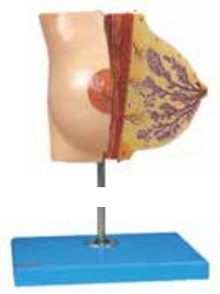 MAMMARY GLAND IN RESTING PERIOD