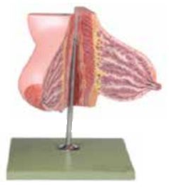 MAMMARY GLAND IN LACTATION