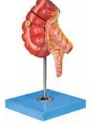 APPENDIX AND CAECUM (SOFT)
