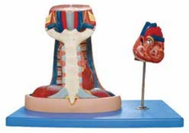 MEDIASTINUM MODEL