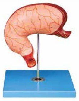 HUMAN STOMACH (SOFT)
