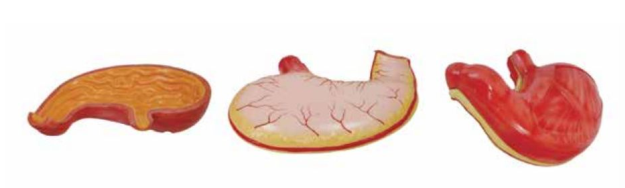 HUMAN STOMACH
