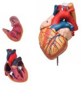 ANATOMICAL MODEL OF HUMAN HEART (SOFT)