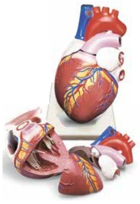 ADVANCE ANATOMICAL MODEL OF HUMAN HEART (SOFT)