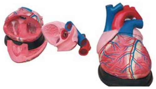 HUMAN HEART (JUMBO SIZE)