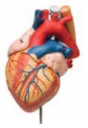 LIFE-SIZE HUMAN HEART