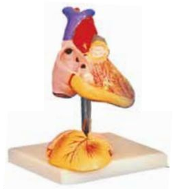 ADVANCED ANATOMICAL MODEL OF CHILD HEART (SOFT)
