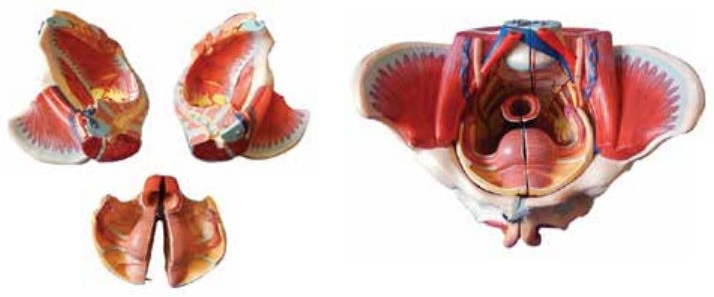 ADVANCE MODEL OF FEMALE PELVIS WITH MUSCLES & GENITAL ORGANS (SOFT)
