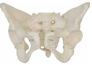 ADULT FEMALE PELVIS