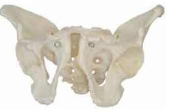 ADULT MALE PELVIS