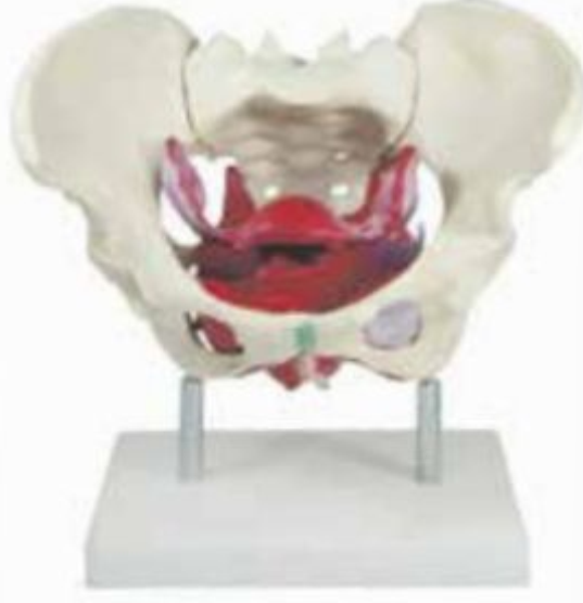 FEMALE PELVIS WITH SOFT ORGANS