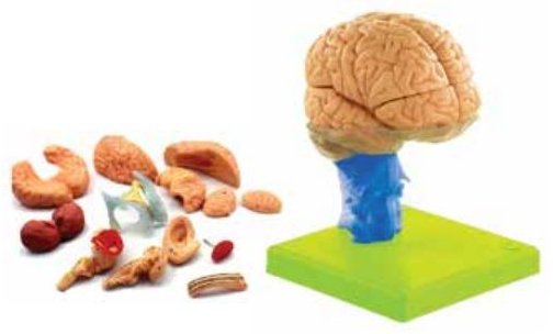 ADVANCED MODEL OF HUMAN BRAIN 15 PARTS (SOFT)