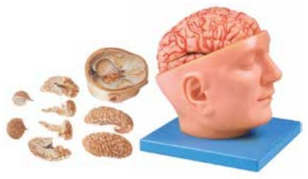 ADVANCE MODEL OF HUMAN HEAD WITH BRAIN & ARTERIES (SOFT)