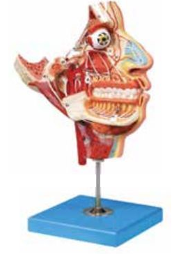 NERVES AND VESSELS IN THE FACIAL SKULL