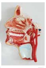 MODEL OF THE HEAD