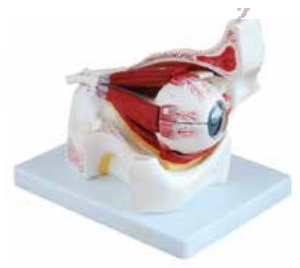 EYE WITH ORBIT & MUSCLES